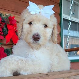 Dachshunds and Goldendoodles from C5 Doodles