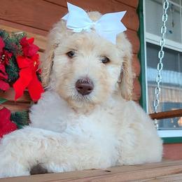 Dachshunds and Goldendoodles from C5 Doodles