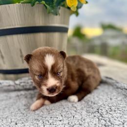 Hickory - Brown and white male Siberian Husky puppy in Columbus, Nebraska from Happy Howlin' Smokey Mountain Huskies