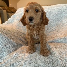 Oakley - Apricot female Goldendoodle puppy in Maricopa, Arizona from AZ Designer Goldendoodles
