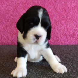 Allison - Black and white female English Springer Spaniel puppy in North Carolina from Ebenezer Valley ESS
