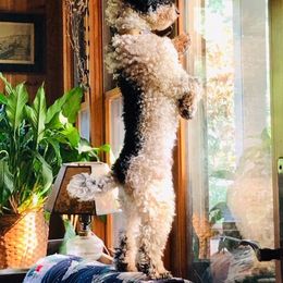 Bernedoodles, Bernese Mountain Dogs, and Norfolk Terriers from Holston Hollow Farm