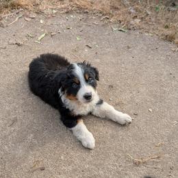 Dulce - Black tri female Miniature American Shepherd puppy in Keizer, Oregon from CG Mini Shepherds