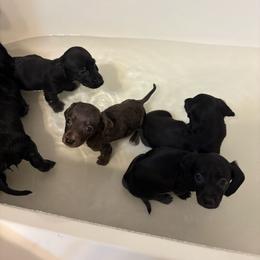 Billy - Dapple male Dachshund puppy in Richwood, West Virginia from Wild and Wonderful Wieners