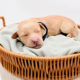 Cider - Apricot male Goldendoodle puppy in North Carolina from Tuxedo Mountain Doodles