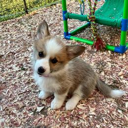 Light pink collar girl - Red female Pembroke Welsh Corgi puppy in Flat Rock, Alabama from Fluffy Butt Acres