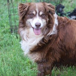 Australian Shepherds from Moorman M Farm