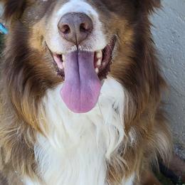 Australian Shepherds from Southern Bred Aussies