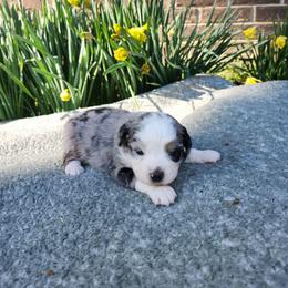 Trixie - Blue merle female Miniature Australian Shepherd puppy in Gainesboro, Tennessee from Family Tradition