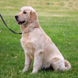 Now Living in Arizona! - Light golden Golden Retriever puppy in North Brunswick, New Jersey from Cynazar Goldens