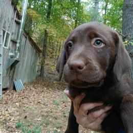 Na - Chocolate female Labrador Retriever puppy in Belchertown, Massachusetts from C Eastons Chocolate Lab