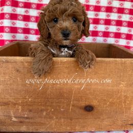 Cavapoo Puppies from Pinewood Cavapoos