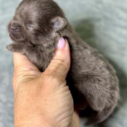 MERCY - Blue female Pomeranian puppy in Kingwood, Texas from Treasured Jewels Pomeranians