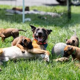 Belgian Malinois from Hershel's