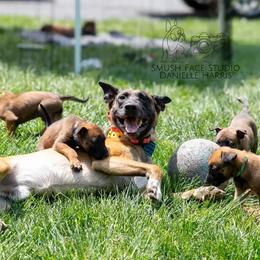 Belgian Malinois from Hershel's