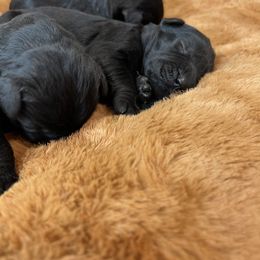 Giant Schnauzer Puppies from Schnauzer Ranch