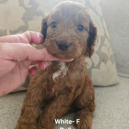 Cockapoo Puppies from Ashley Dedmon