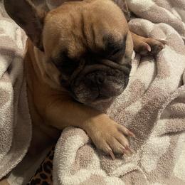 Izzy - French Bulldog