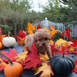 Ginny - Red  female Poodle puppy in Hopkins, Missouri from Mowry Creek Mini Aussiedoodles and More