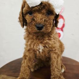 Ava - Red female Cavapoo puppy in Roseville, California from Heavenly Goldendoodles
