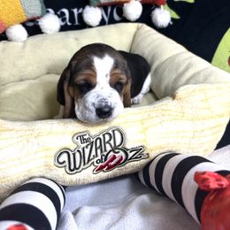 Nessarose - Black and white Basset Hound puppy in Bremerton, Washington from Over the Rainbow Basset Hounds