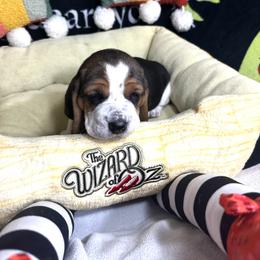 Nessarose - Black and white Basset Hound puppy in Bremerton, Washington from Over the Rainbow Basset Hounds