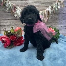 Poppy - Black female Goldendoodle puppy in Lisbon, Ohio from Willow Lane Doodles