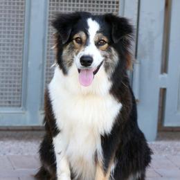 Laney - Australian Shepherd