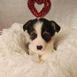 Lil Smokie-Docked tail - Black and tan male Pembroke Welsh Corgi puppy in Deming, New Mexico from Dragon Ridge Corgis