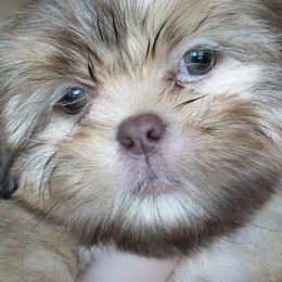 Junior - Red and tan male Shih Tzu puppy in Sapulpa, Oklahoma from Faith Hope and Love Shih Tzu's