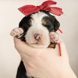 'Marcia' Red Bow Female - Tri-color female Bernedoodle puppy in Kamas, Utah from A + E Farms
