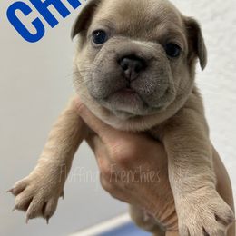Chip - Fawn male French Bulldog puppy in Port Charlotte, Florida from Fluffing Frenchies LLC