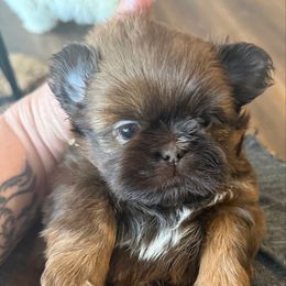 Ernie - Chocolate male Shih Tzu puppy in Berkeley Springs, West Virginia from Sandridge Shih Tzus