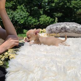 Chihuahua Puppies from Lemon's Full of Flaws Chihuahuas