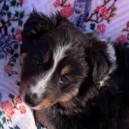 Rollo - Black white and tan male Shetland Sheepdog puppy in Kerville, Texas from Cedar Hill Kennels