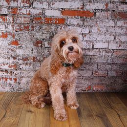 Minnow - Cavapoo