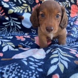 JR - Dachshund puppy in Gracemont, Oklahoma from Frank's Mini Doxies