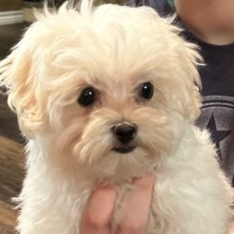 Companion Cross, Maltese, Morkie, and Yorkipoo Puppies from MC Kennels