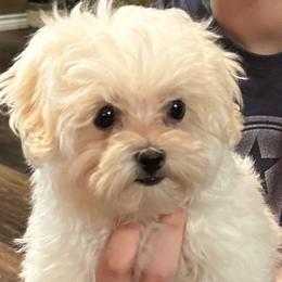 Companion Cross, Maltese, Morkie, and Yorkipoo Puppies from MC Kennels