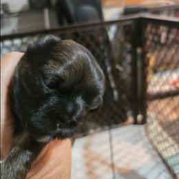 M green Isb BRINDLE - Brindle male Shih Tzu puppy in Missouri from Farm Animal Mommy Shih tzu's Michalek Dog Breeder