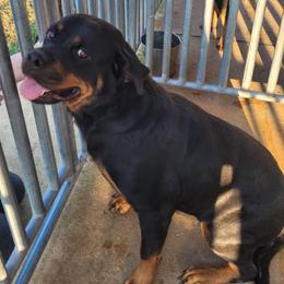 Annie - Rottweiler