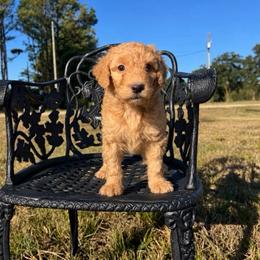 Piglet - Red  male Goldendoodle puppy in Crawford, Mississippi from Magnolia State Poodles and Doodles
