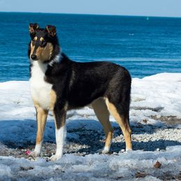 Collie Puppies from 5C's Collies
