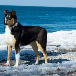Collie Puppies from 5C's Collies