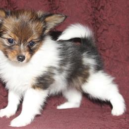 Papillon Puppies from Desert Mountain Papillons