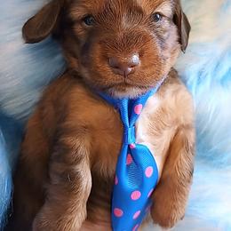 AKC-Andy Griffith - Dapple male Dachshund puppy in Bates City, Missouri from Gray Wall Dachshunds