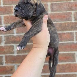 Nimbus - Brindle male Great Dane puppy in Arlington, Texas from Scoober Danes