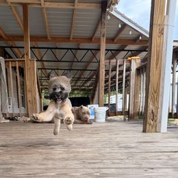 Bernedoodle, Sheepadoodle, and Whoodle Puppies from Wonderland’s Boujie Kennels