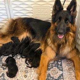 Black and red male - Black and red male German Shepherd puppy in Twin Lake, Michigan from Drago Team ~ Michigan K9