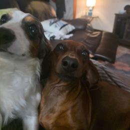 Dachshund puppies from Butterbean Dachshunds